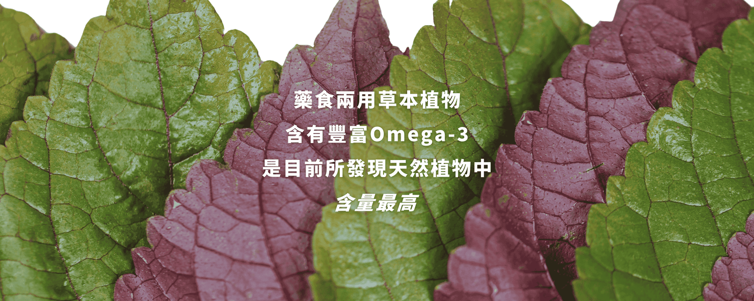 超臨界紫蘇籽油原在良製